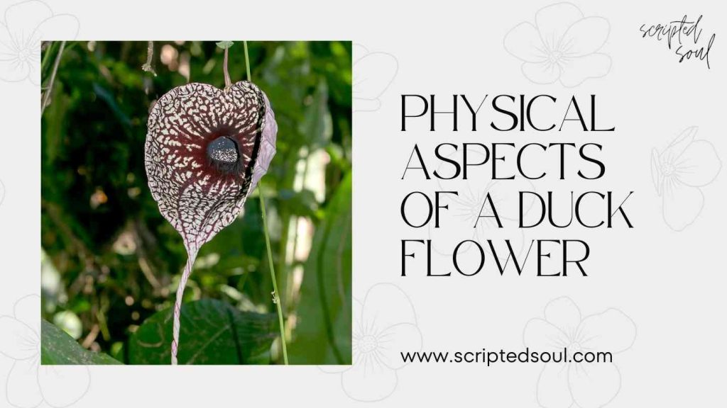 Duck flower/ aristolochia reticulata plant care 